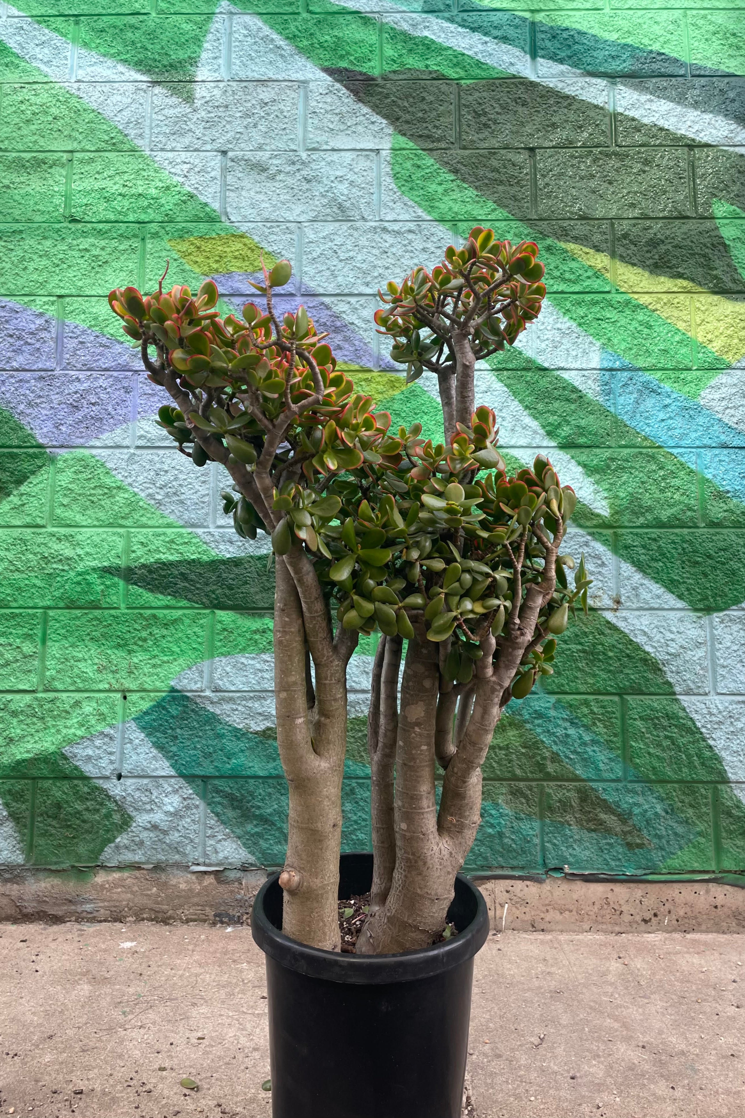 Crassula Ovata 'Sunset' Jade Plant - 7 Gallon Large Succulent for Home & Office Decor, Indoor Gardening, and Gift Giving