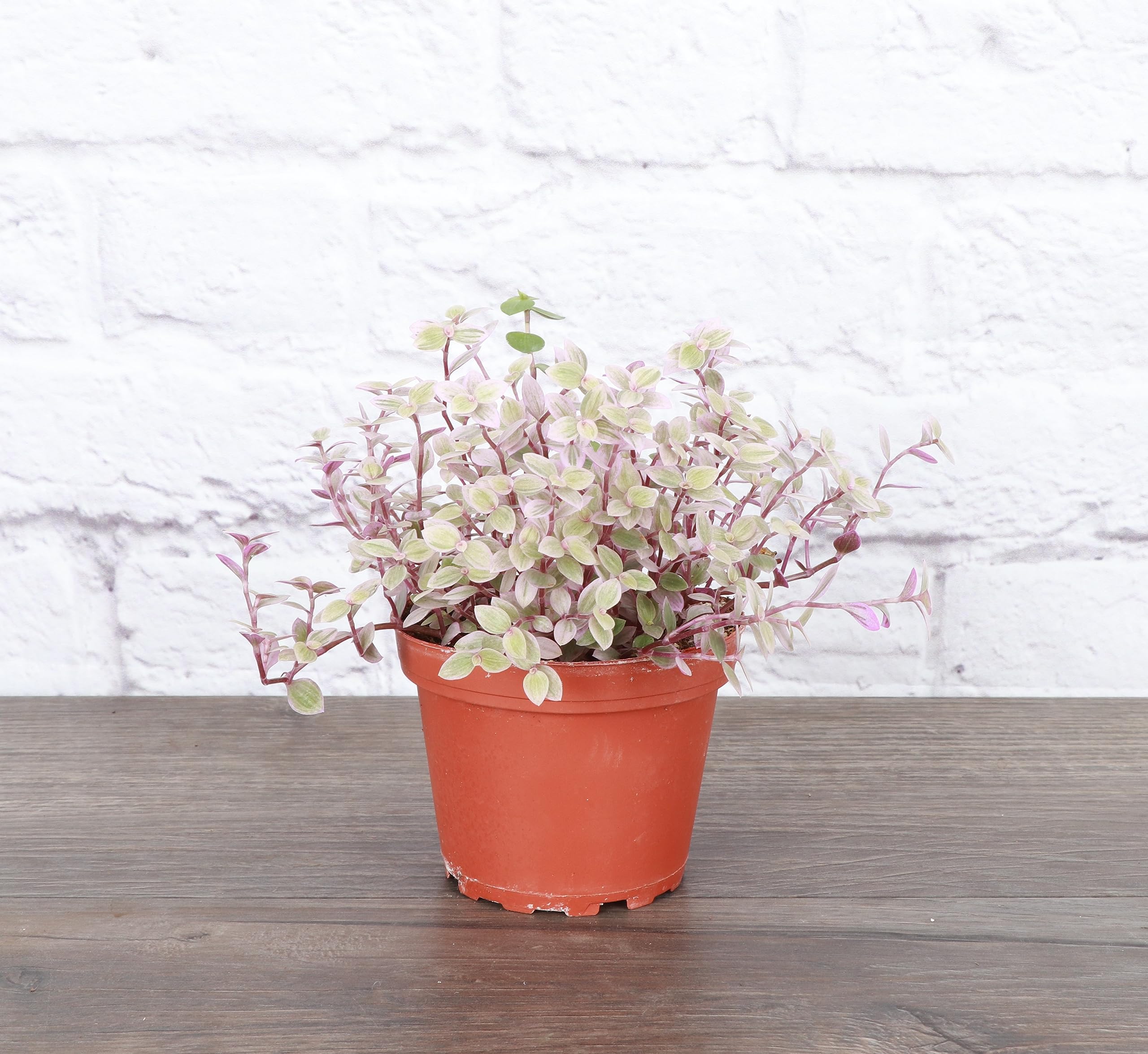 Live Pink Lady Tradescantia Plant (Tradescantia Callisia Repens) - 4