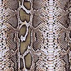Snake Skin