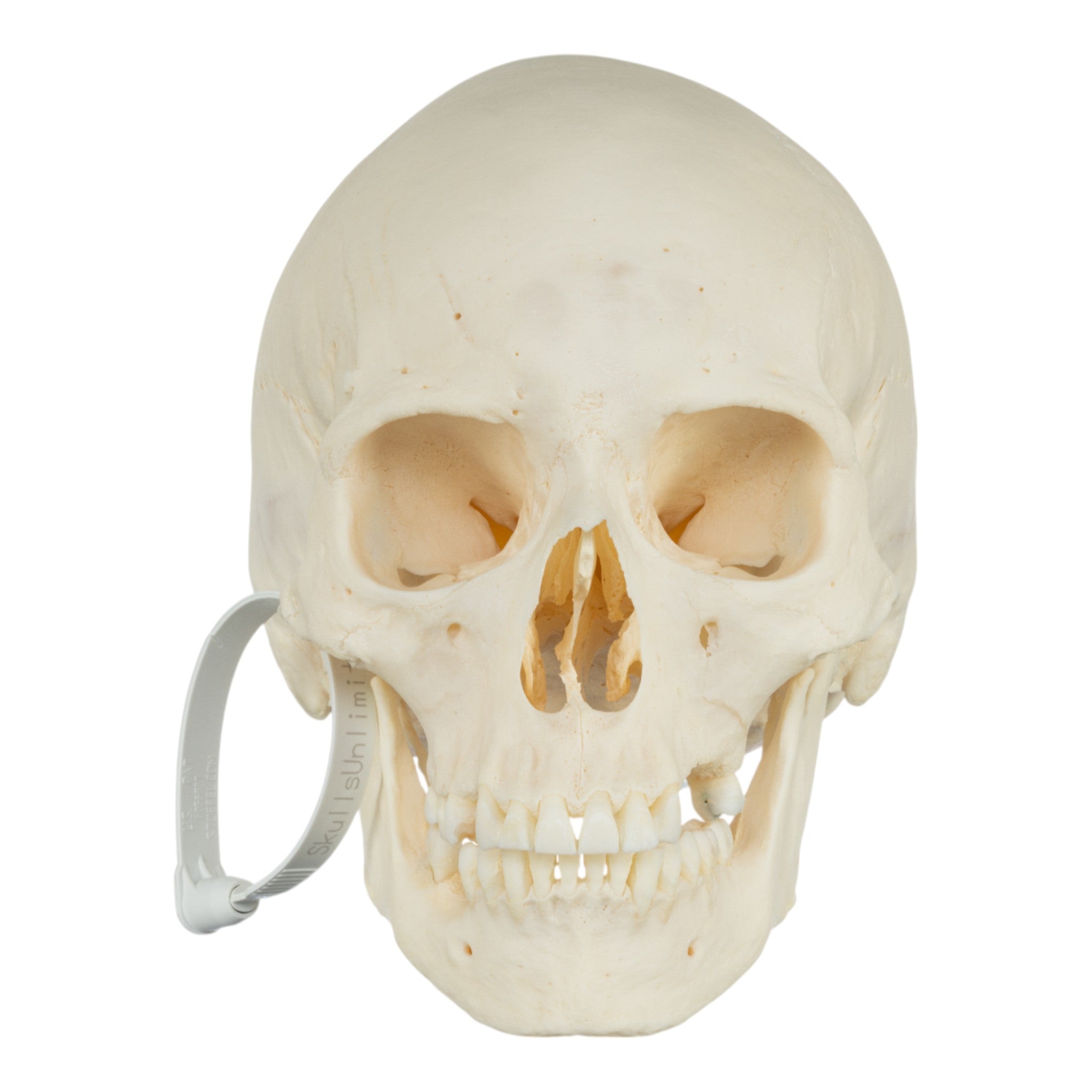 Premium Disarticulated Human Skeleton Model - Anatomically Accurate for Medical Education & Research - Perfect for Classroom, Lab Study, and Medical Training