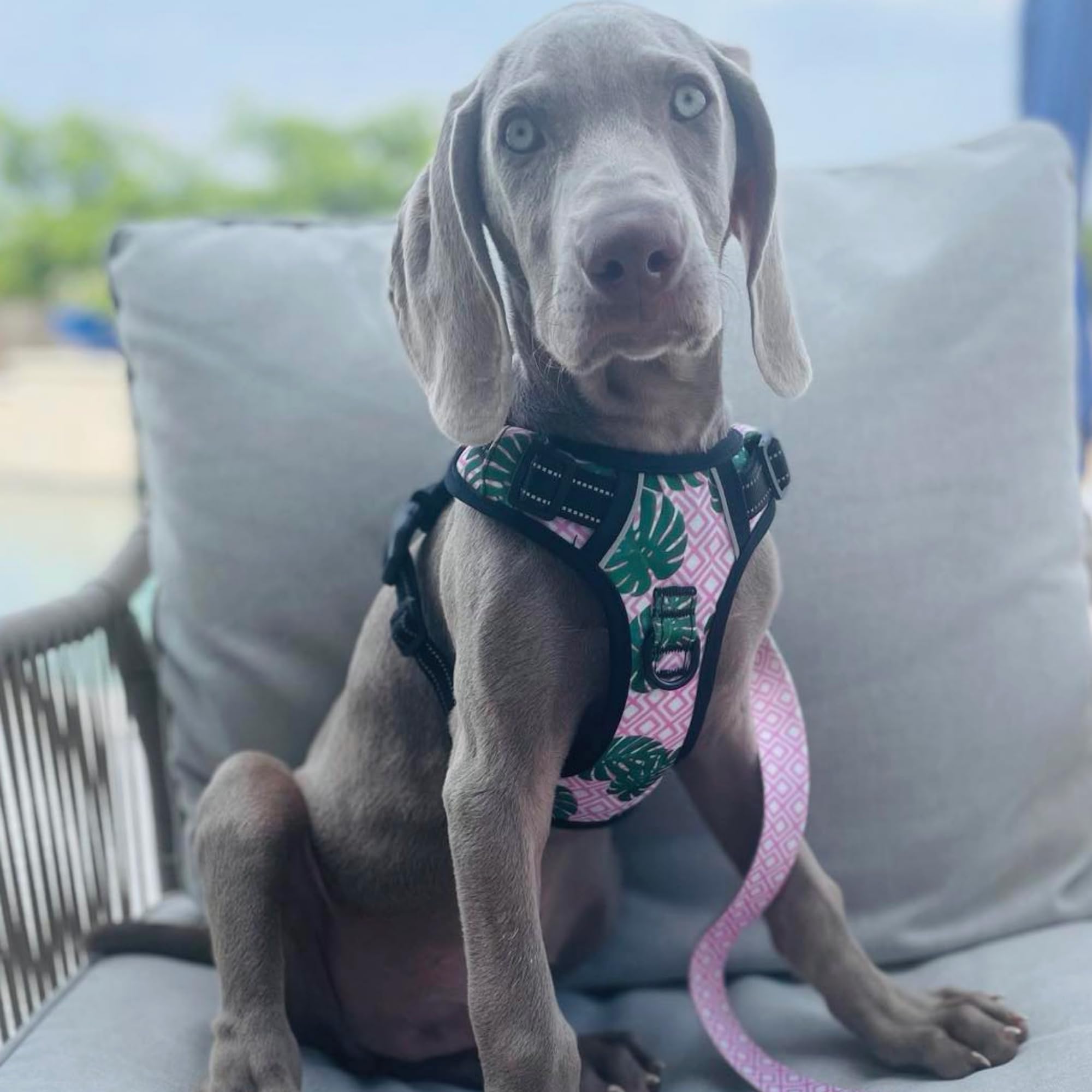 **Lucky Love Dog Harness - Adjustable No-Pull Vivid Pink Tropical Pet Harness for Small Dogs, Easy Walk & Comfortable Fit (Small, Laguna Harness) - Perfect for Daily Walks, Beach Trips & Outdoor Adventures**