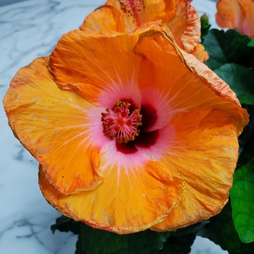 Yoder Orange