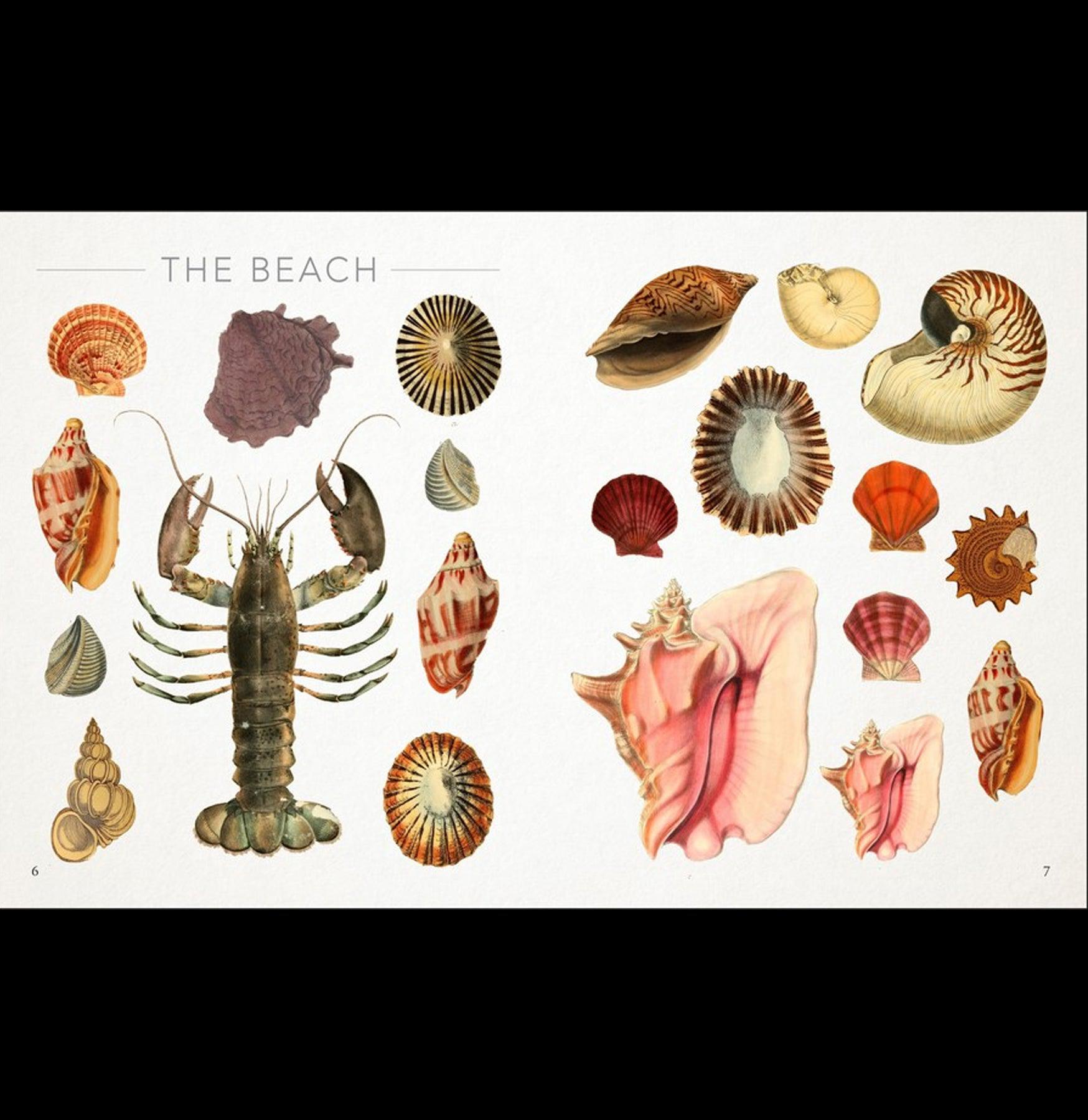 Seashore Sticker Collection - 50+ Unique Beach-Themed Decorative Stickers for Scrapbooking, Journals & DIY Crafts - Perfect for Summer Vacation Memories & Ocean Lover Gifts