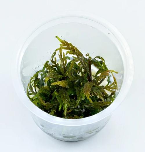 TCulture Hygrophila Pinnatifida Aquatic Plant (TC Cup) - Perfect for Freshwater Aquariums, Fish Tanks & Aquatic Landscaping