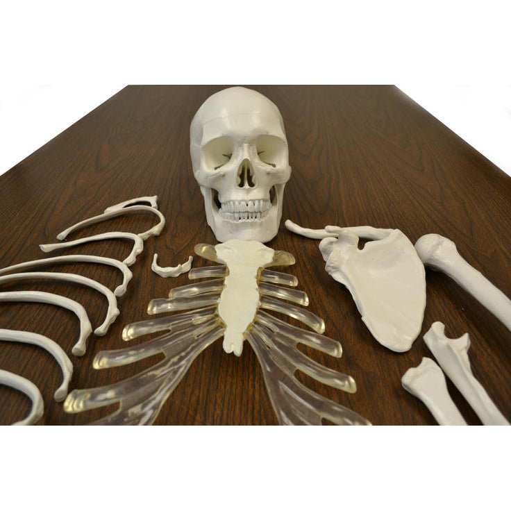 Full Disarticulated Human Skeleton Model - Anatomical Study Specimen for Medical Education & Science Classroom Demonstration