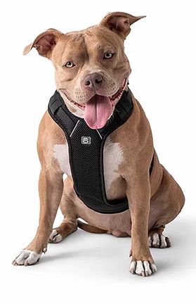 GF Pet Travel Harness - Adjustable & Breathable Dog Harness for Small & Medium Dogs, Black - Perfect for Car Rides, Hiking & Outdoor Adventures