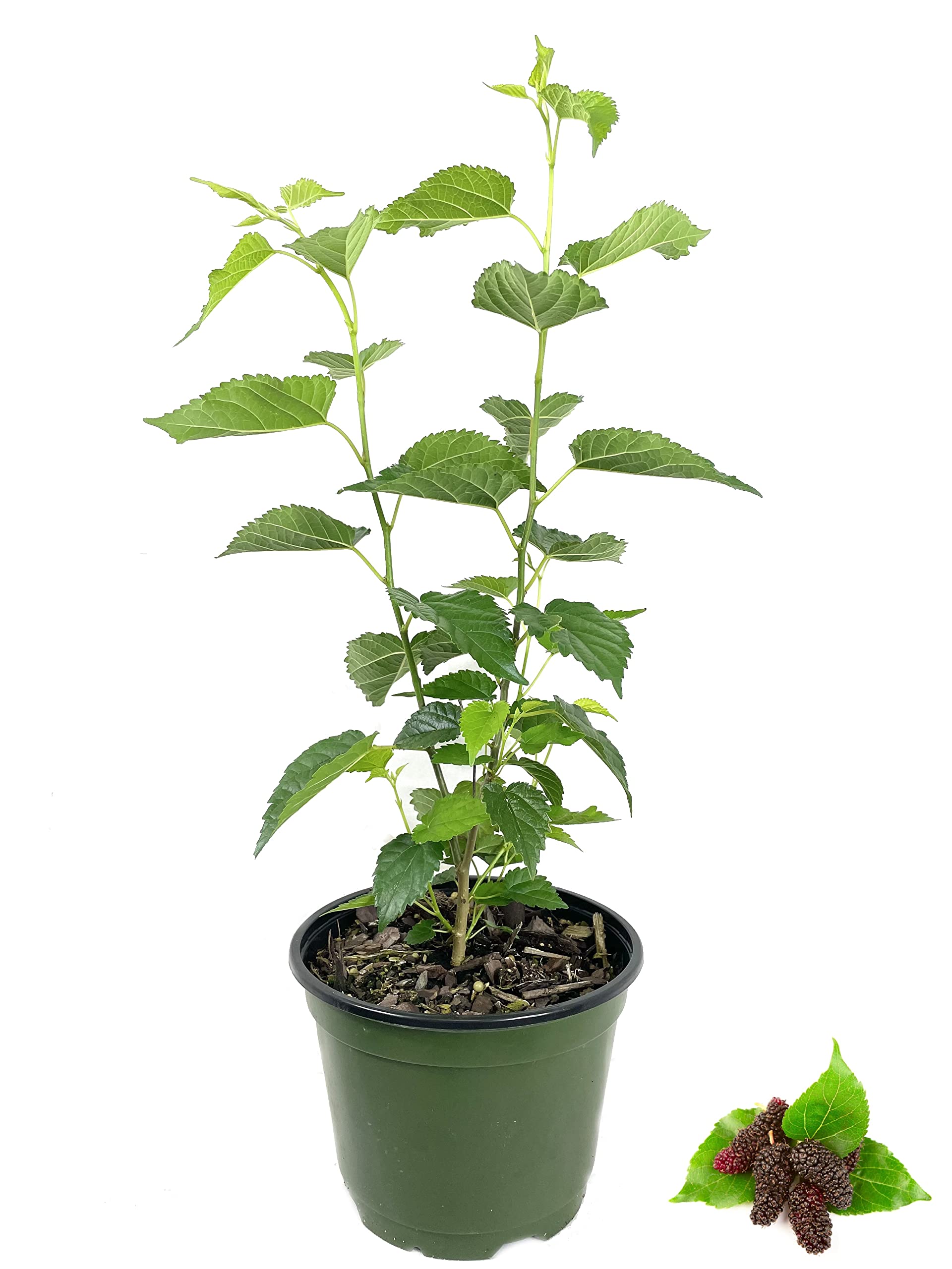 Everbearing Mulberry Tree - Live Fruit Plant in 6 Inch Pot - Sweet Edible Berries for Home Garden, Patio & Landscaping - Perfect for Fresh Eating, Jams & Shade Planting