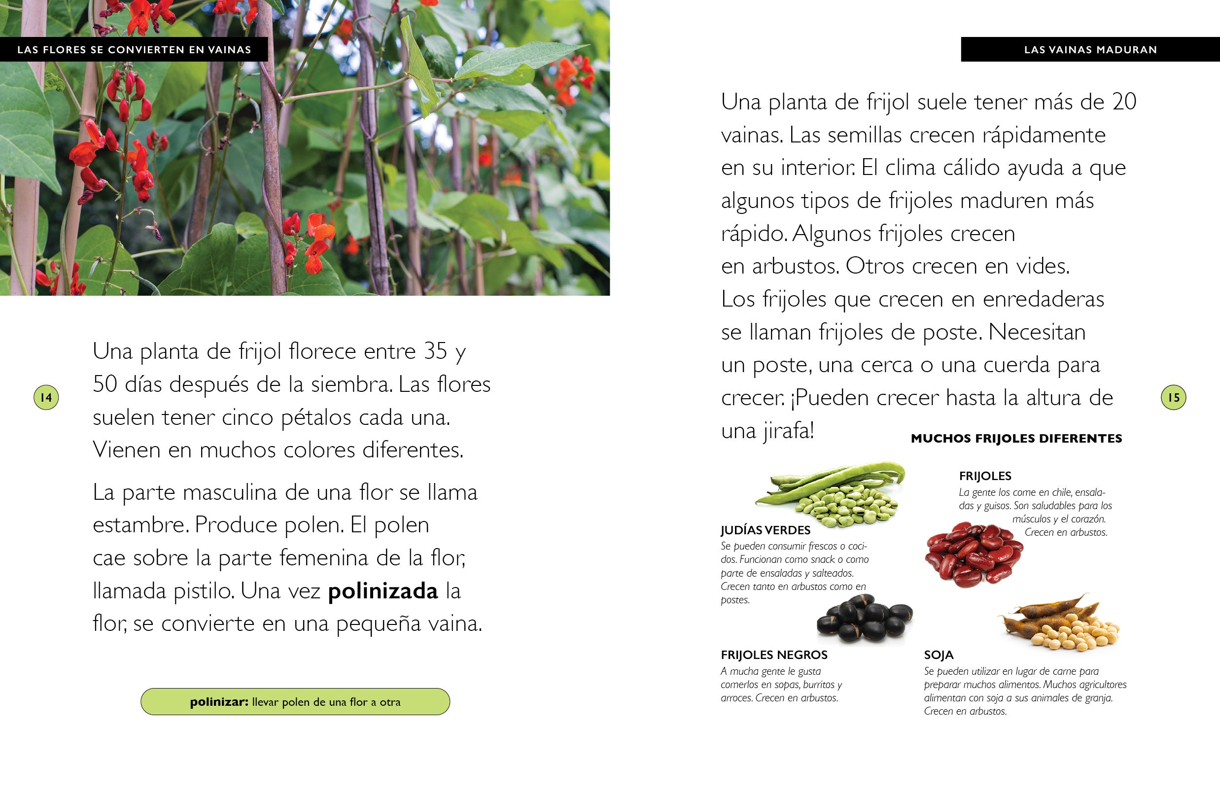 Organic Black Beans 16oz - Non-GMO, Gluten-Free, High Protein & Fiber - Perfect for Soups, Salads, and Mexican Dishes