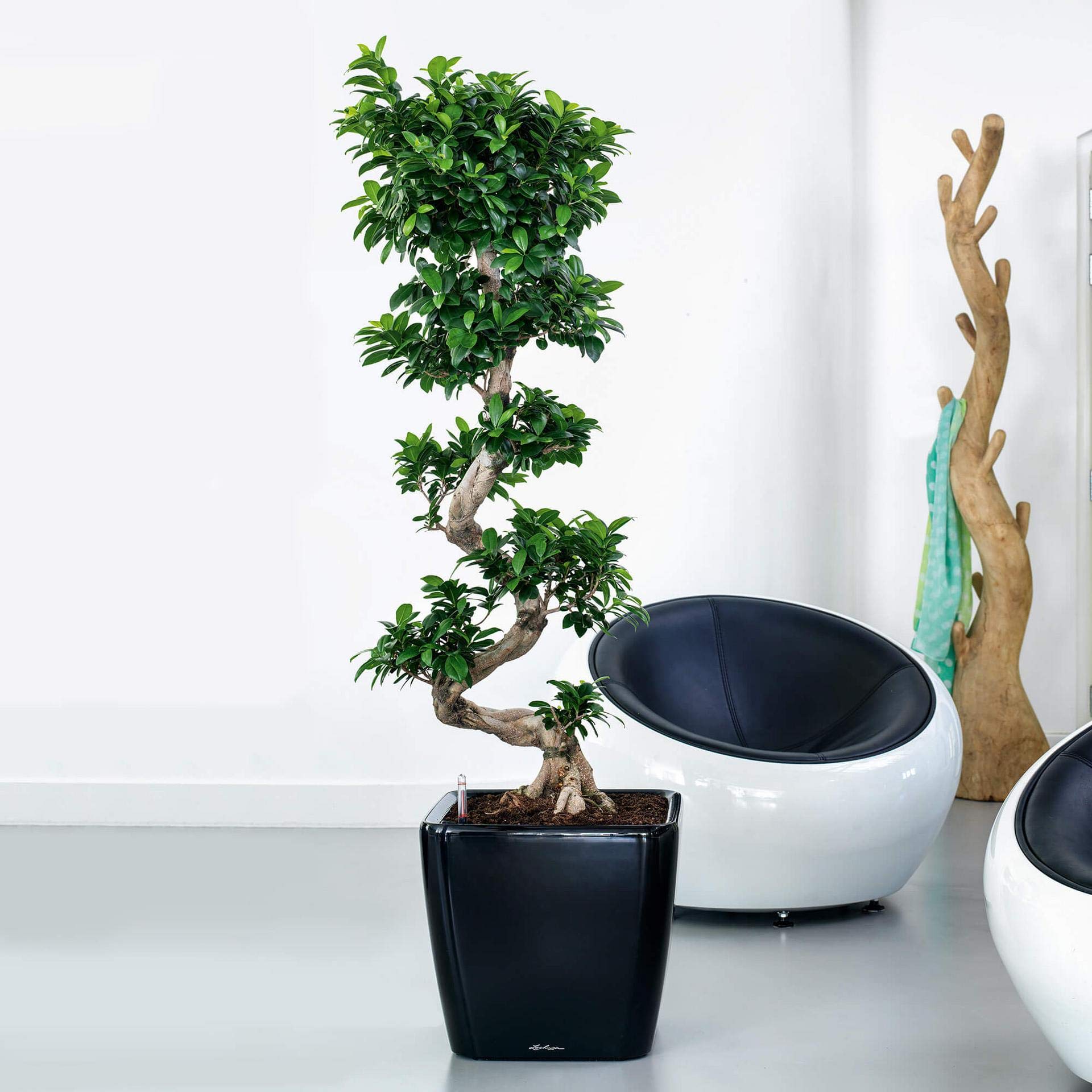 Lechuza Quadro Premium LS 43 Self-Watering Planter - 16.5
