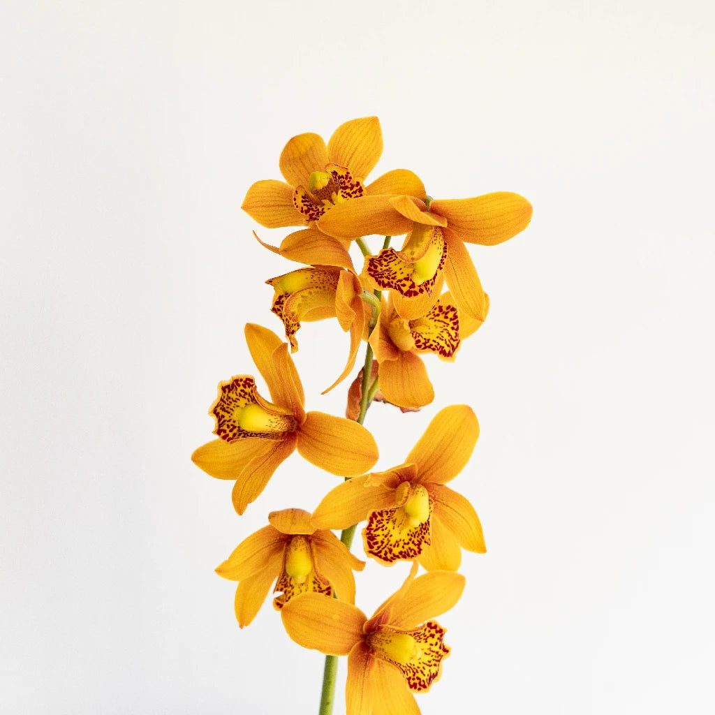Amber Orange Mini Cymbidium Orchid - Exotic Small Orchid Plant for Home Decor, Office Desk, Wedding Centerpieces & Gift Giving
