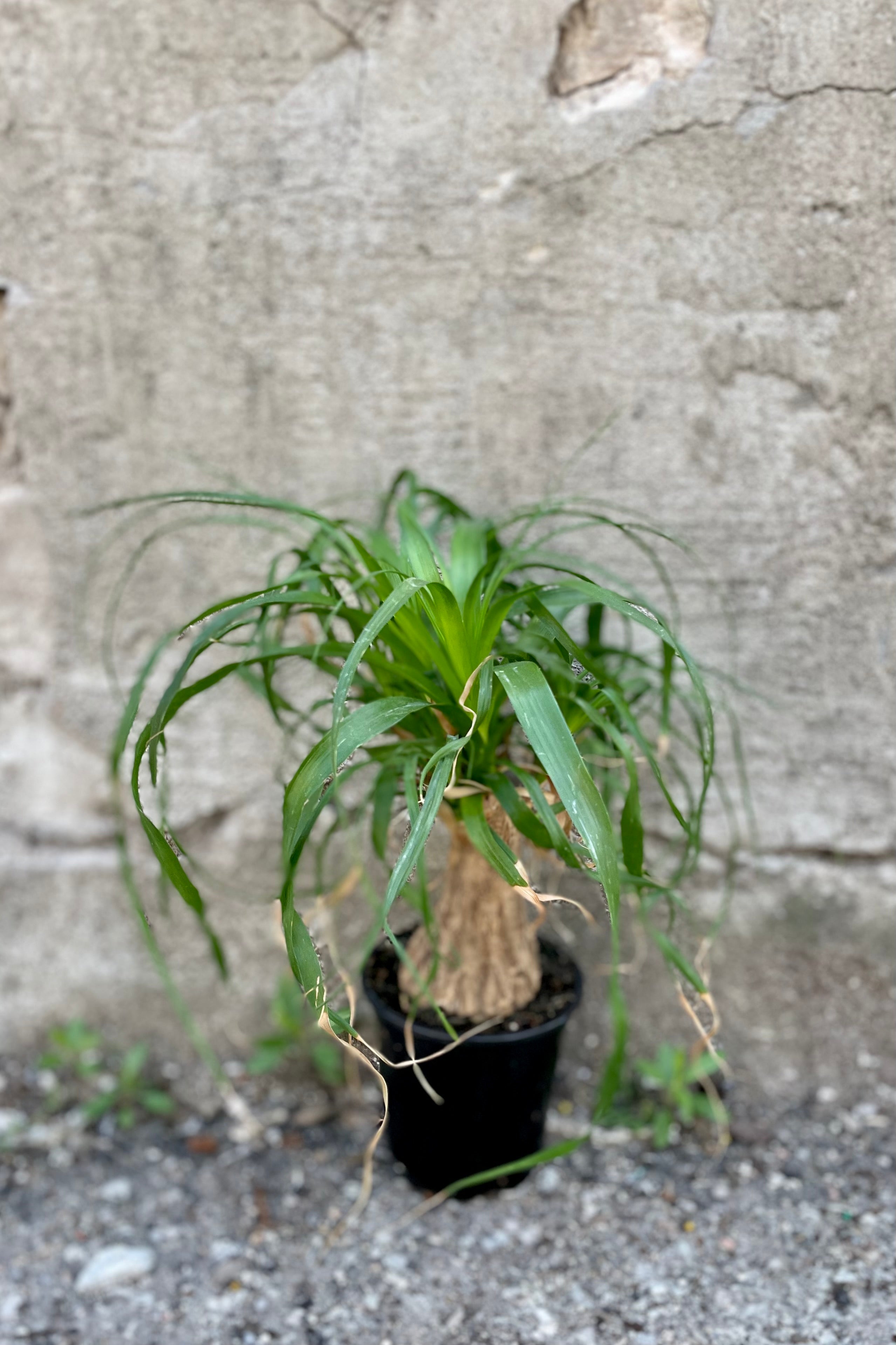 Beaucarnea Ponytail Palm 4 Stump - Low Maintenance Indoor Houseplant for Home, Office & Garden Decor - Perfect for Living Rooms, Bedrooms & Patios