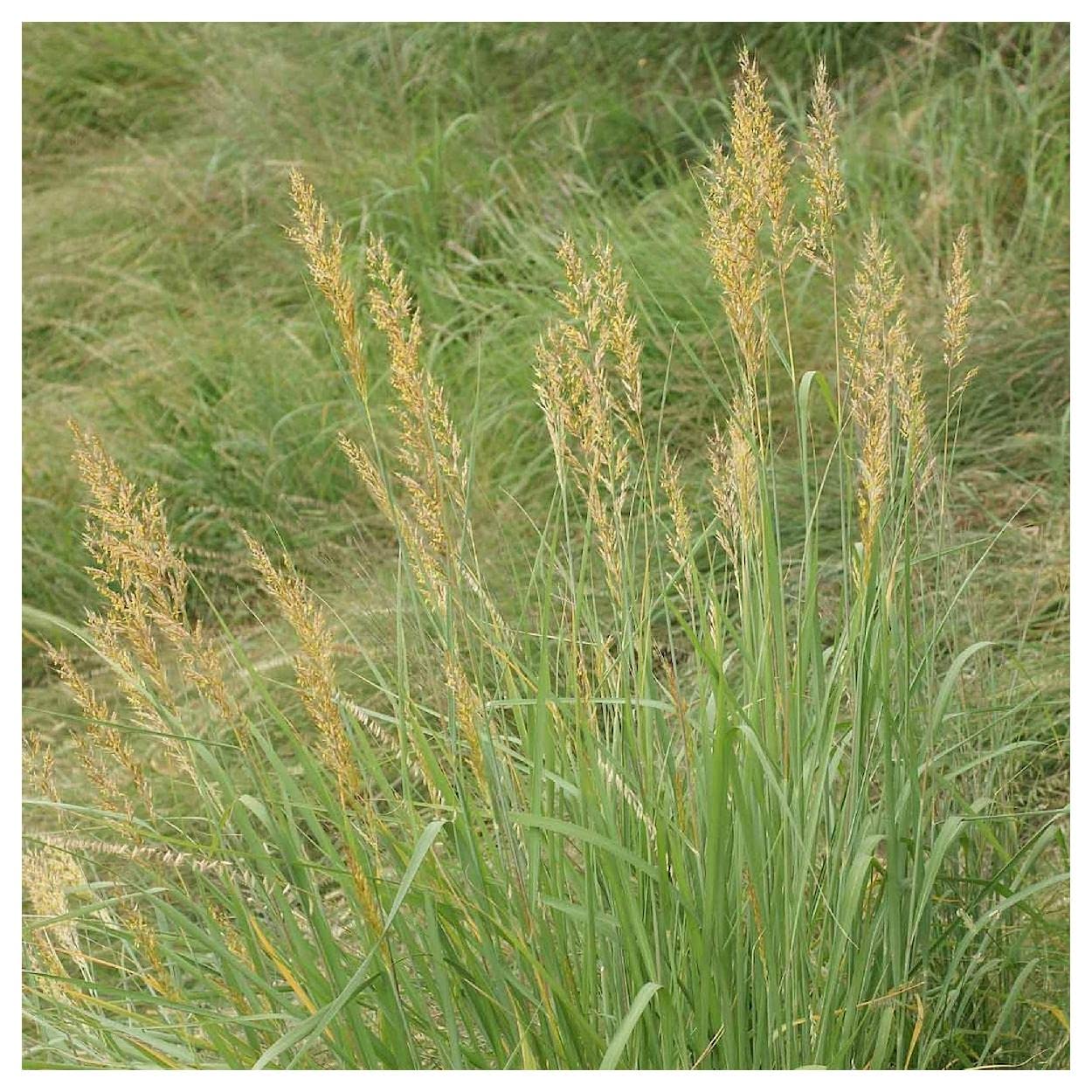 Everwilde Farms 1000 Indian Grass Native Seeds - Premium Gold Vault Jumbo Packet for Landscaping, Erosion Control & Prairie Restoration | Drought-Resistant Ornamental Grass for Gardens & Wildlife Habitats
