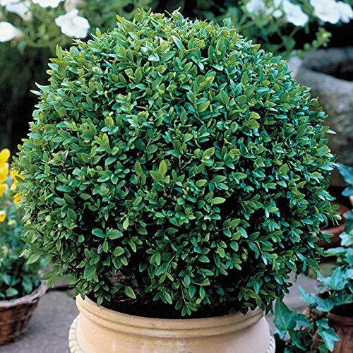 10 Green Velvet Hybrid Boxwood Plants - Low Maintenance Evergreen Shrubs in Quart Pots (No CA) - Perfect for Landscaping, Hedges & Container Gardens