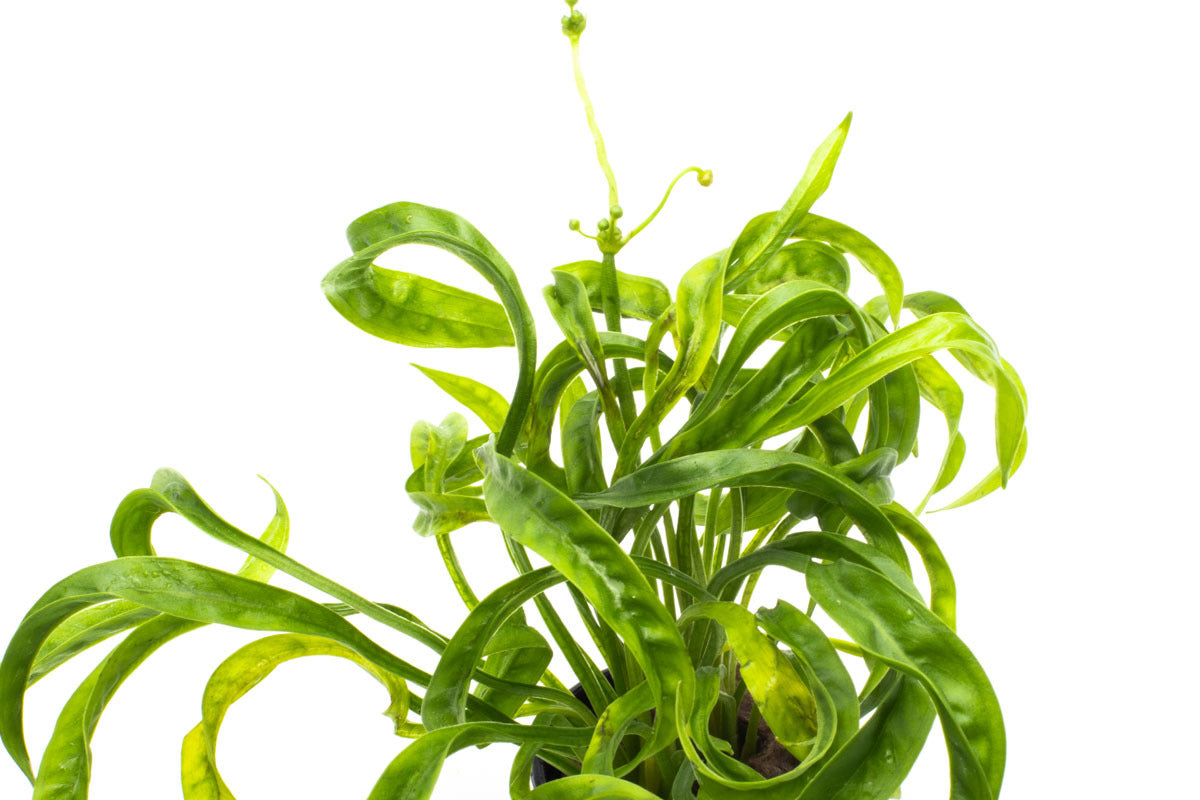 Helanthium Vesuvius Aquatic Plant for Freshwater Aquariums - Perfect for Aquascaping, Fish Tanks & Planted Aquariums