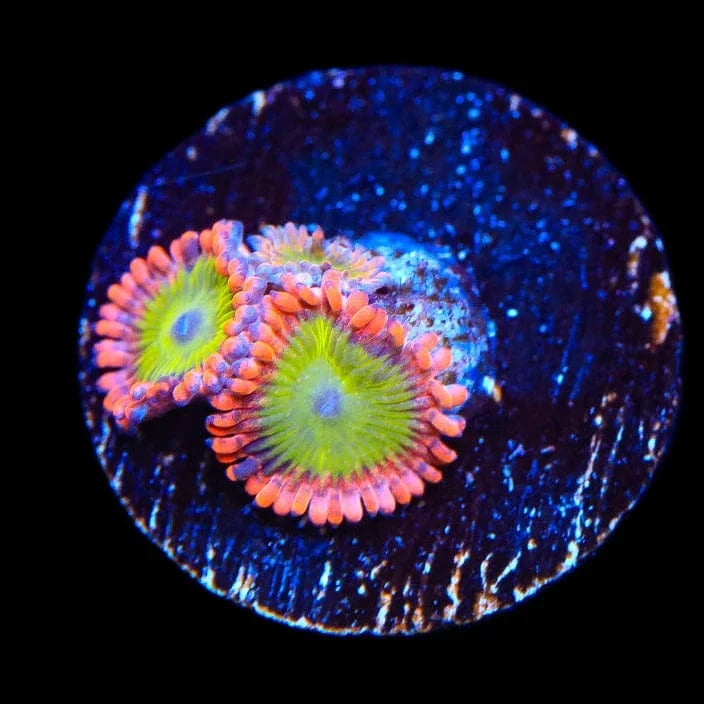 CB Electric Oompa Loompas Zoanthids Coral - Vibrant Saltwater Aquarium Coral for Reef Tanks & Marine Displays
