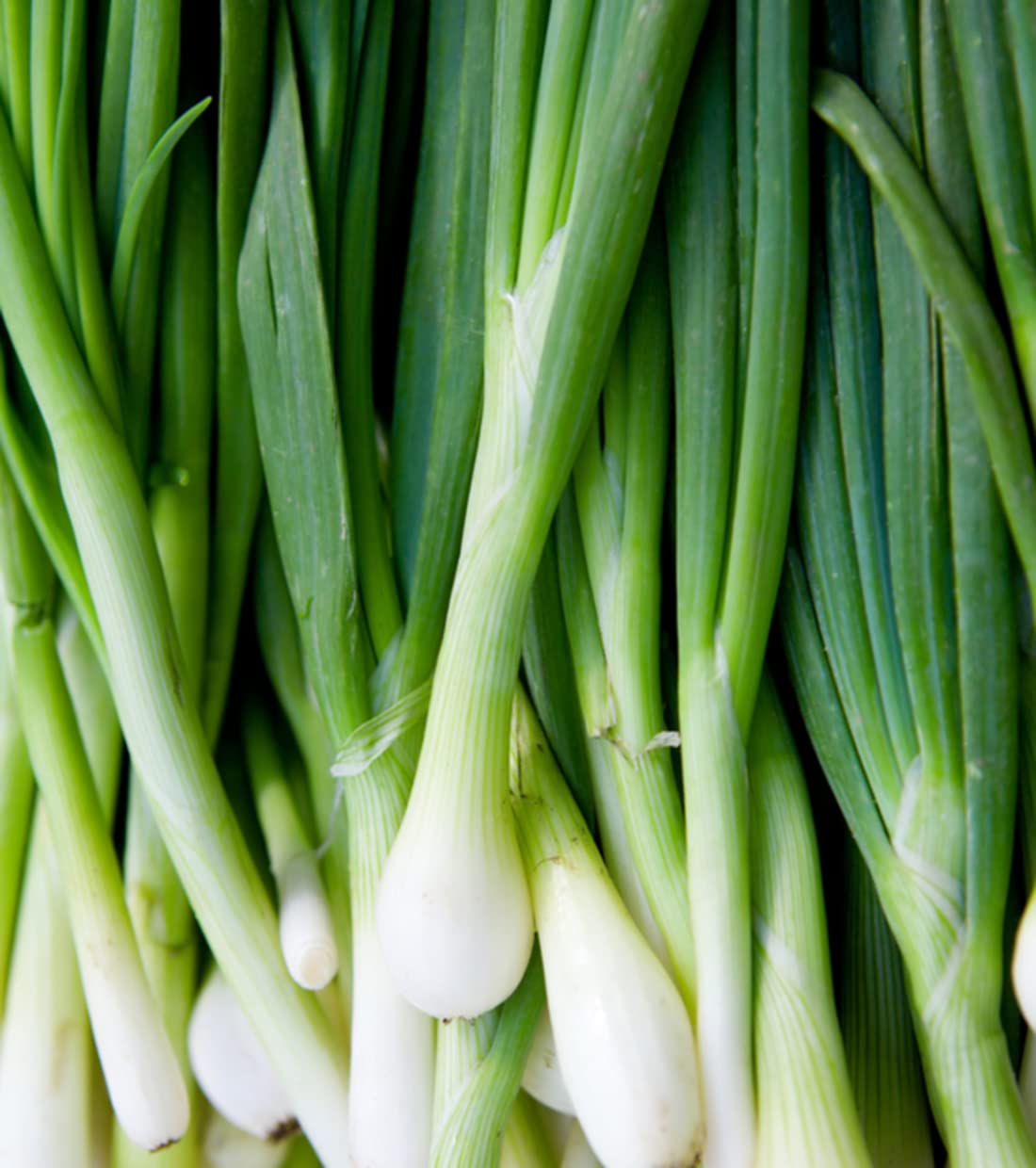 Evergreen Bunching Onion 300 Seeds - Allium Fistulosum Heirloom Non-GMO Open Pollinated Untreated Seeds for Home Gardening, Cooking & Fresh Salads