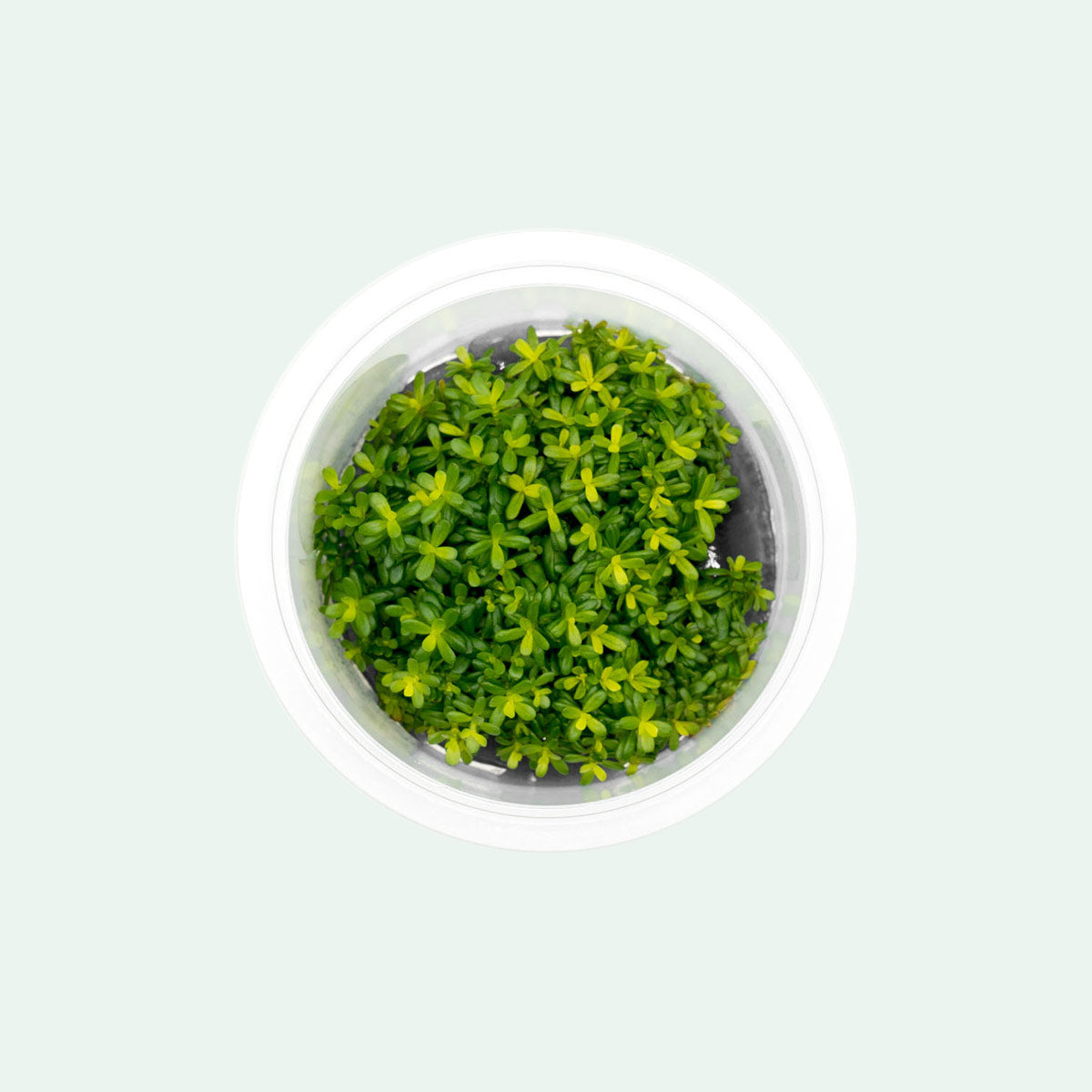 Rotala Macrandra Yellow Aquatic Plant for Freshwater Aquariums - Perfect for Aquascaping and Fish Tanks