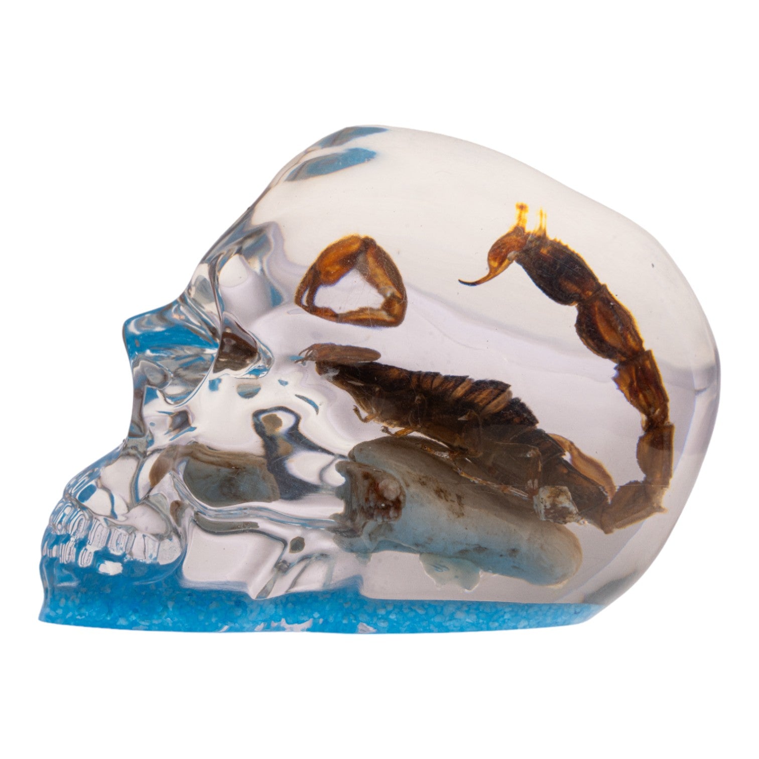 Real Golden Scorpion Encased in Clear Acrylic Skull Display - Perfect for Home Decor, Gothic Collections, and Unique Gift Ideas