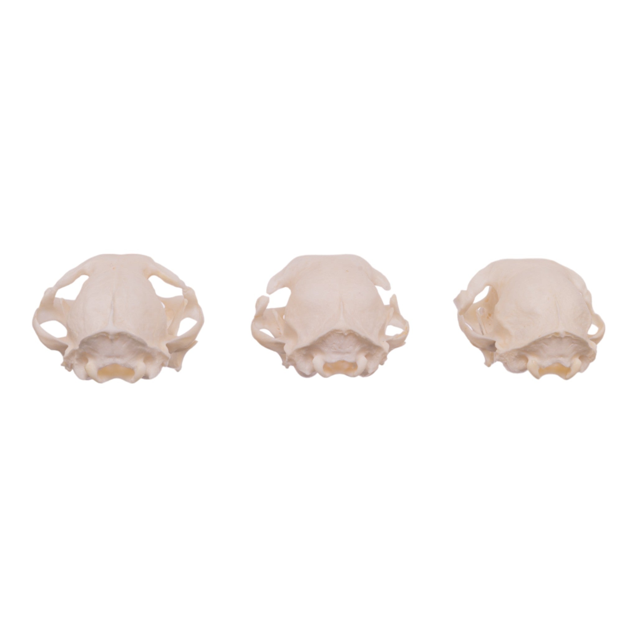 Authentic Domestic Cat Skull Specimen - Missing Teeth (Single Piece) - Perfect for Veterinary Studies, Oddity Collections & Gothic Decor
