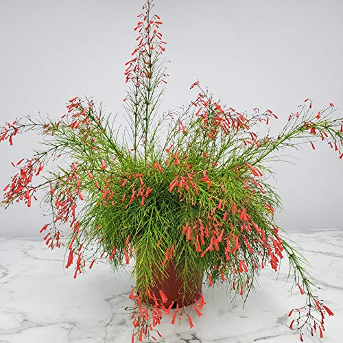 Red Firecracker Bush Live Plant - 24