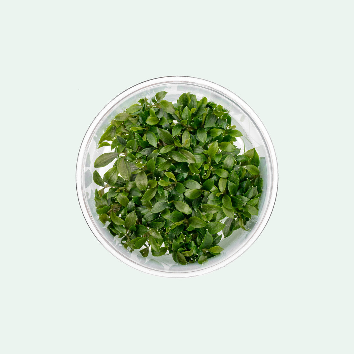 Bucephalandra Sanggau Mini Wavy Live Aquarium Plant - Rare Aquatic Plant for Fish Tanks, Aquascaping & Nano Tanks | Perfect for Low-Tech & High-Tech Aquariums