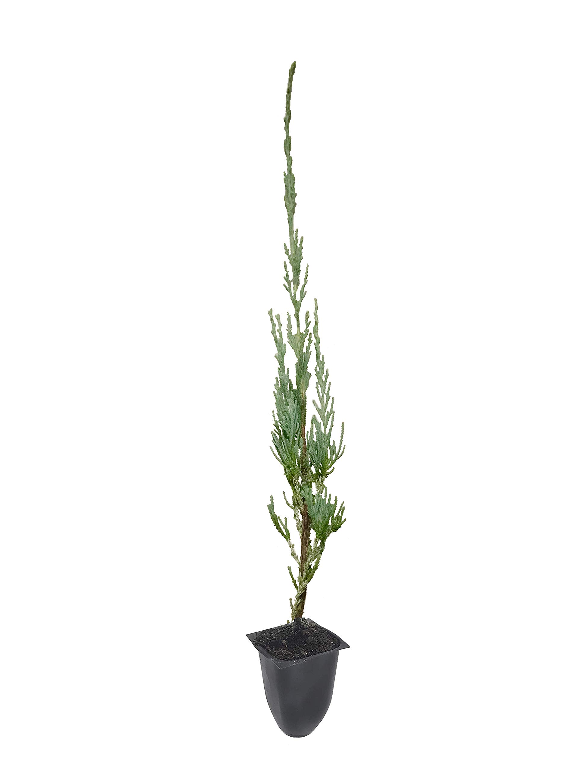 Skyrocket Juniper (Juniperus Scopulorum) - 20 Live 2