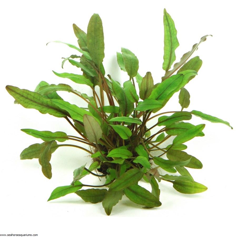 Dennerle Cryptocoryne Beckettii Live Aquarium Plant in Pot - Perfect for Freshwater Fish Tanks, Aquascaping & Low-Tech Planted Aquariums
