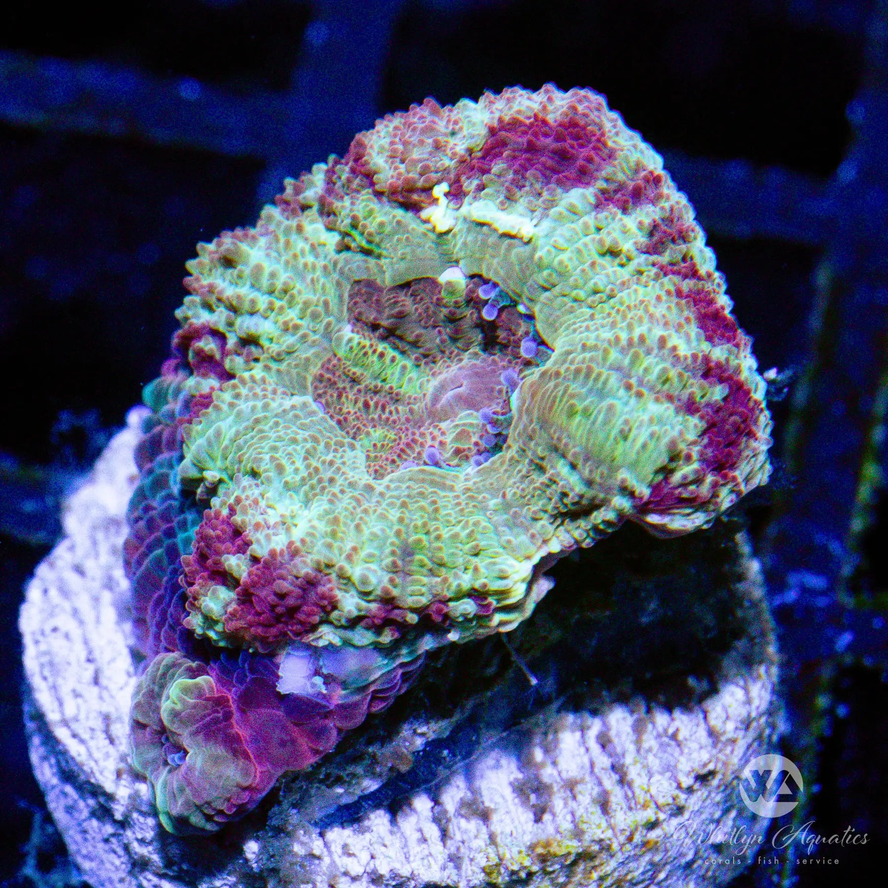 F5 WA Parfait Asian Acan Coral - Premium WYSIWYG Live Coral for Saltwater Aquariums | Perfect for Reef Tanks & Marine Displays