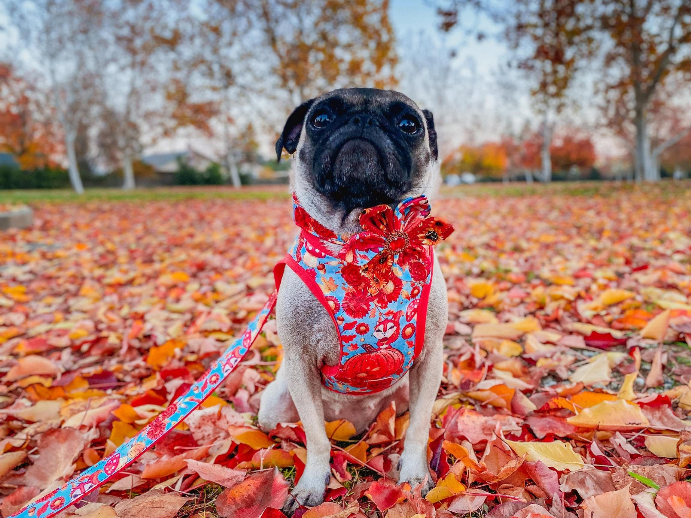 Floral Dog Collar with Squirrel & Pumpkin Design - Adjustable Pet Collar for Small Medium Dogs - Perfect for Walks, Pet Photos & Special Occasions