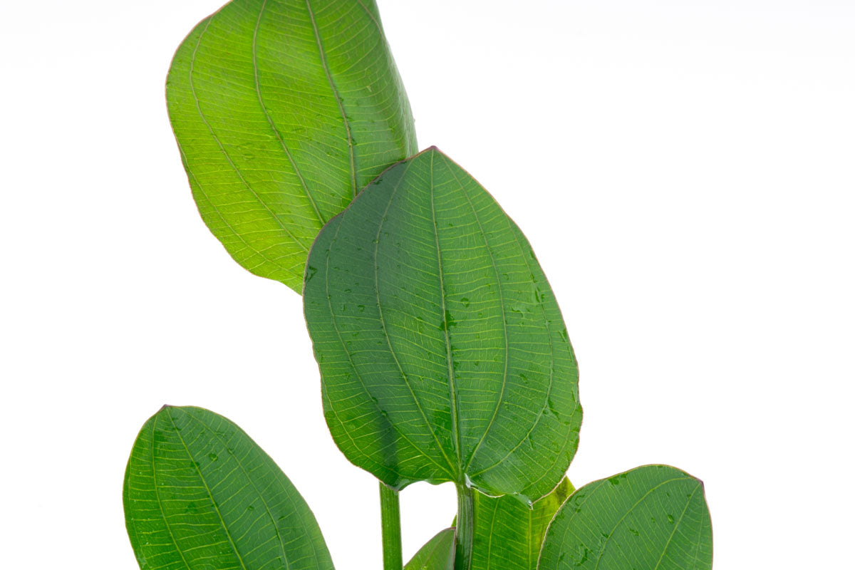 Echinodorus Horizontalis Live Aquarium Plant - Easy Care Freshwater Aquatic Plant for Fish Tanks & Aquascaping | Perfect for Beginners & Planted Aquariums