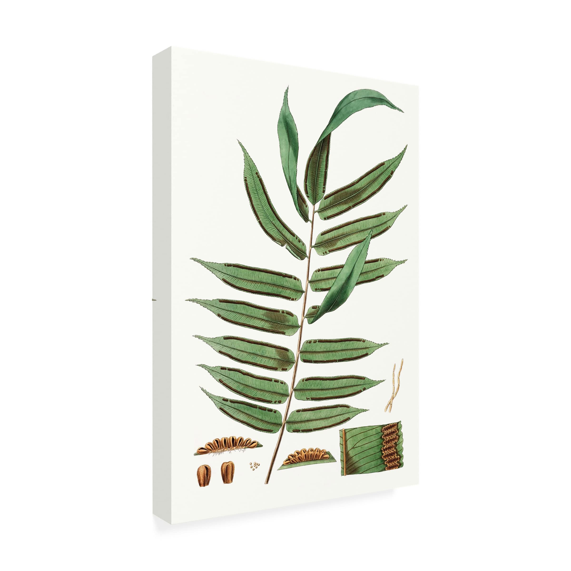 Trademark Fine Art 'Fern Foliage I' Canvas Wall Art Print by Vision Studio - Perfect for Living Room, Bedroom & Office Decor