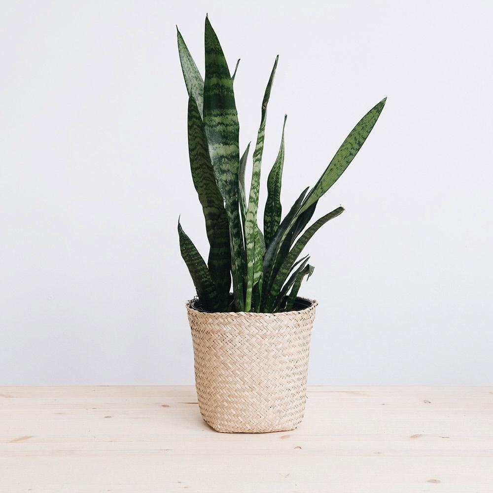Handwoven Rattan Basket Planter for Indoor Plants - Perfect for Home Decor, Boho Style, and Shelf Display