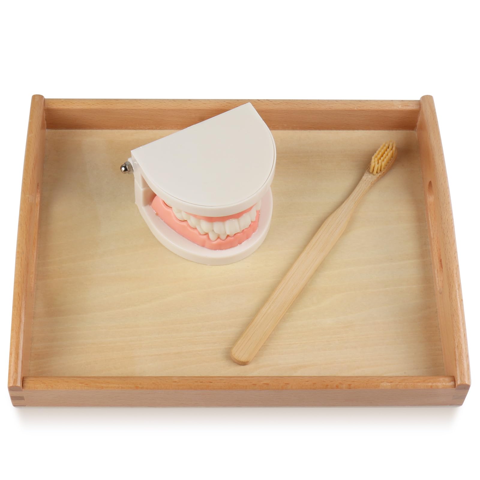 Montessori Practical Life Brushing Teeth Model & Cards Set - Educational Preschool Learning Toys for Toddlers, Homeschool & Classroom Teaching Aid - Perfect for Dental Hygiene Practice & Early Childhood Development