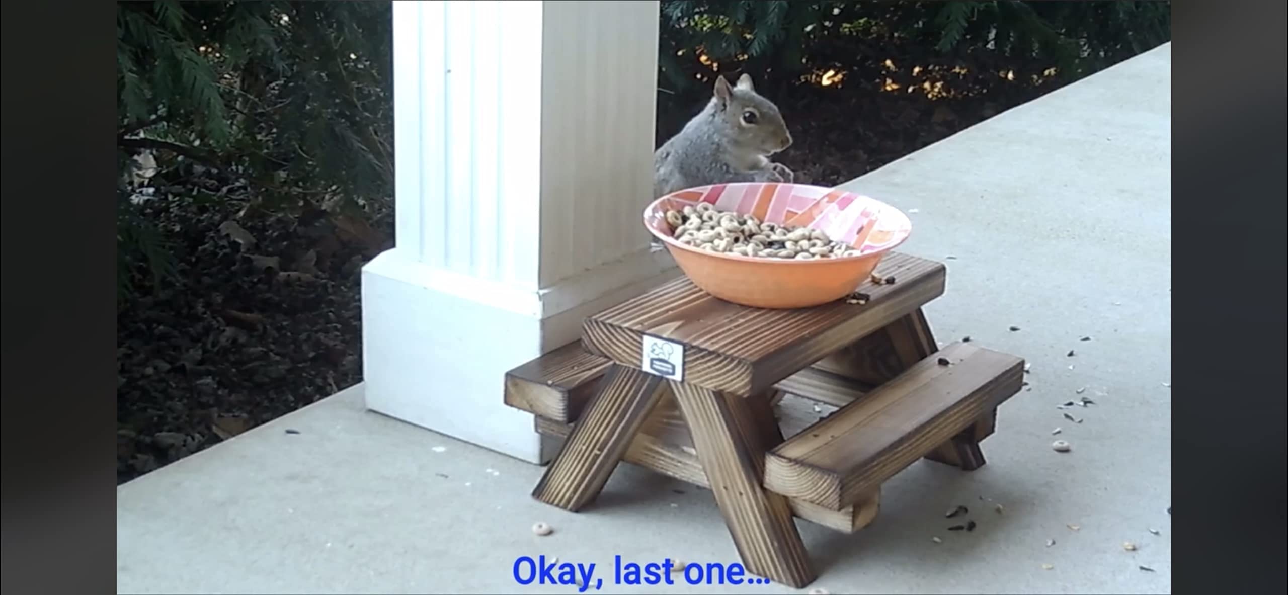 Handmade Cedar Squirrel Picnic Table Feeder with Melamine Bowl - Wildlife Garden Decor for Backyard, Patio - Includes Squirrel Food Guide - Perfect Gift for Nature Lovers & Squirrel Enthusiasts (Outdoor Decor, Bird Watching, Garden Accent)