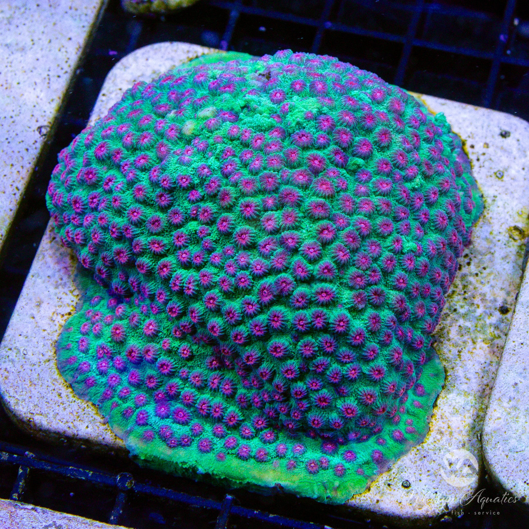 Jingle Bells Cyphastrea Coral - Vibrant Saltwater Aquarium Coral for Reef Tanks | Perfect for Marine Aquascaping and Coral Propagation
