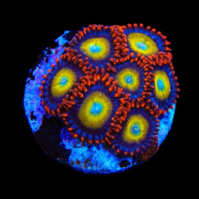 Premium Circus Freak Zoanthids Coral for Saltwater Aquariums - Vibrant Colors & Easy Care - Perfect for Reef Tanks & Marine Displays