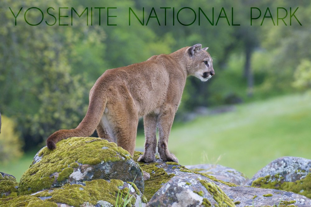 Yosemite National Park California Mountain Lion 24x36 Signed Art Print - Premium Wall Decor Poster for Living Room, Office & Home Decoration