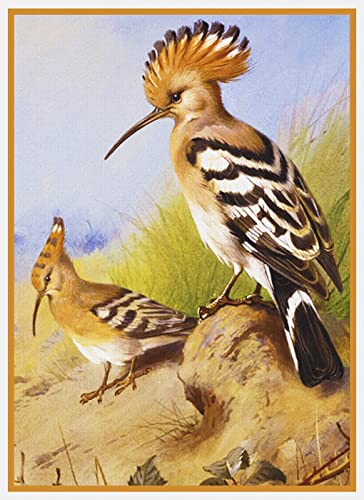 Pair Birds Crested Hoopoes Naturalist John Gould Counted Cross Stitch Pattern