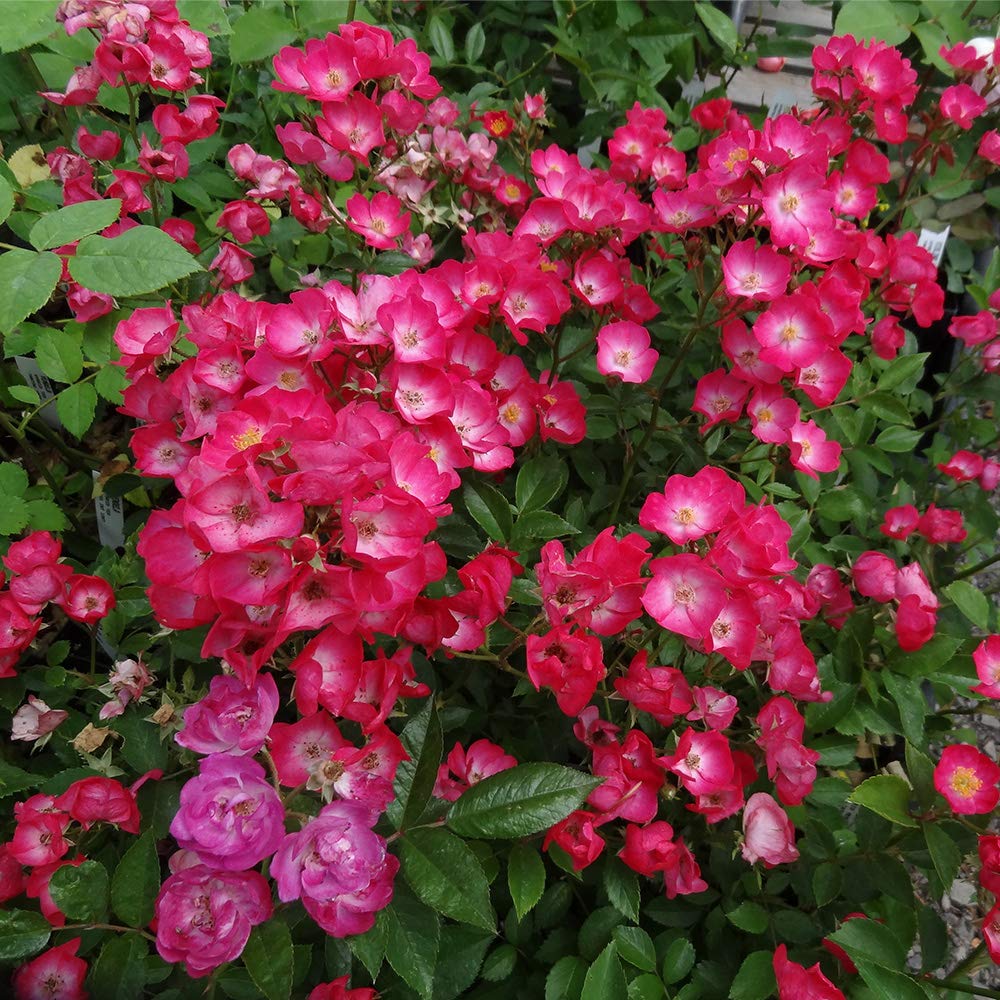 VIF ECLAT Hybrid Musk Rose Bush - Fragrant Red Heirloom Roses for Planting | Perfect for Garden Landscaping & Outdoor Decor