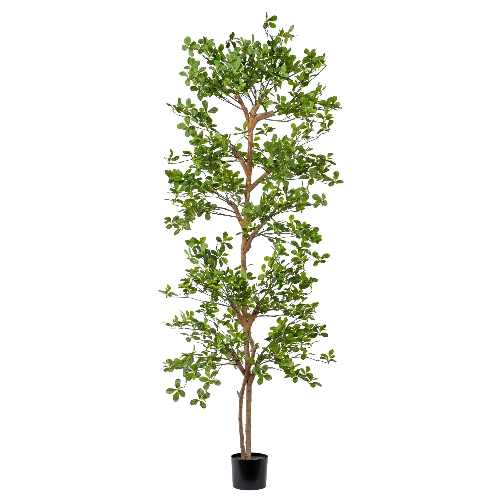 7' Shady Lady Tree - Fast Growing Shade Tree for Landscaping & Backyard Privacy | Perfect for Patio, Garden & Outdoor Decor