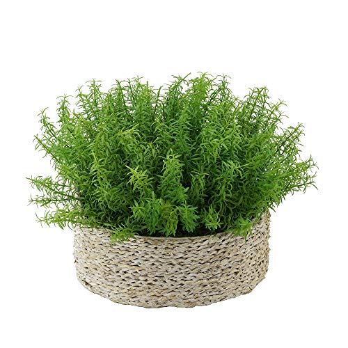 White-wash Seagrass