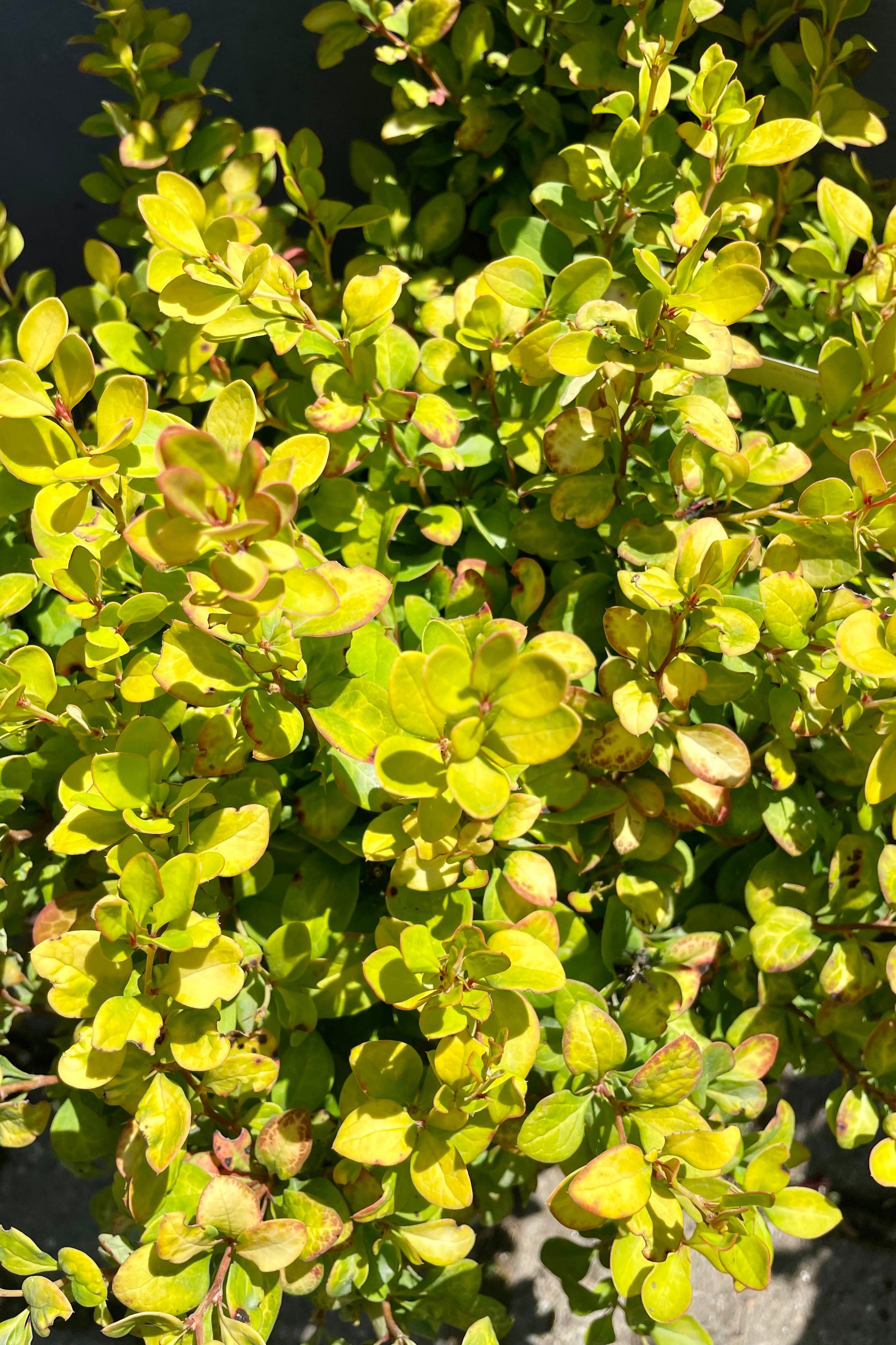 Limoncello Japanese Barberry (Berberis thunbergii) #2 - Vibrant Yellow Hedge Plant for Landscaping & Garden Borders