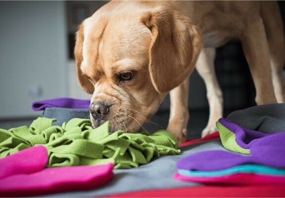 Interactive Dog Sniff & Search Puzzle Game - Heart-Shaped Scent Pad for Nosework Training | Fun Mental Stimulation for Dogs at Home or Outdoor Play