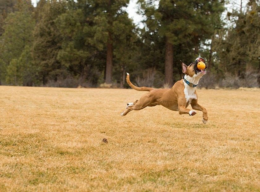**Ruffwear® Huckama® Dog Toy Ball for Fetch - Durable Red Chew-Resistant Ball for Active Dogs - Perfect for Outdoor Play, Training & Beach Fun**
