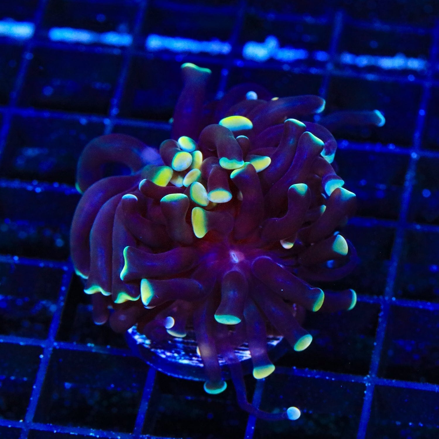 Disco Hammer Coral for Saltwater Aquarium - Vibrant LPS Coral for Reef Tanks, Marine Fish Tanks & Coral Propagation | Perfect for Beginners & Advanced Hobbyists
