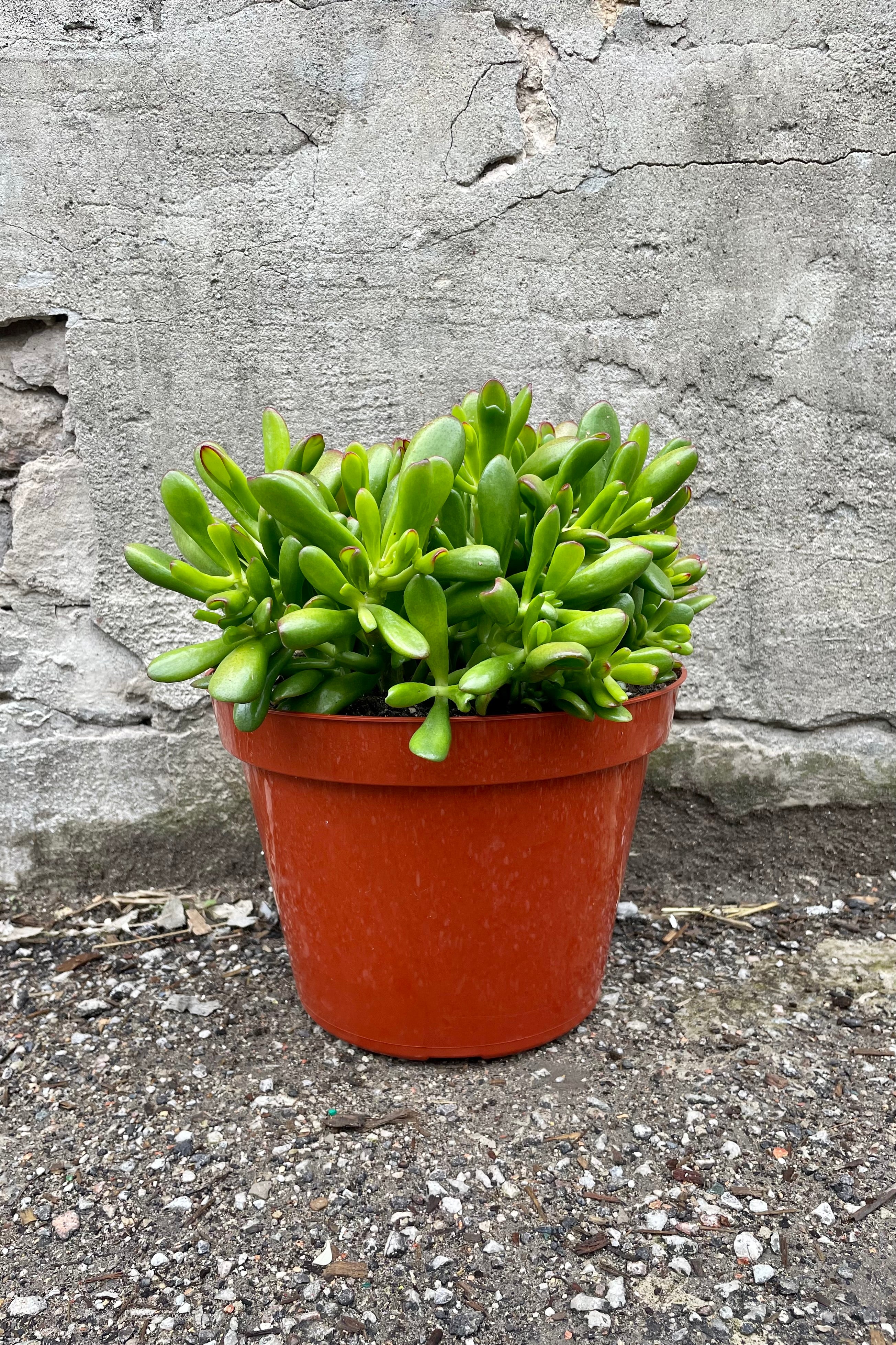 Crassula ovata 'Hobbit' Jade Plant - 10 Inch Succulent for Home Decor, Office Desk, and Indoor Gardening | Perfect Gift for Plant Lovers
