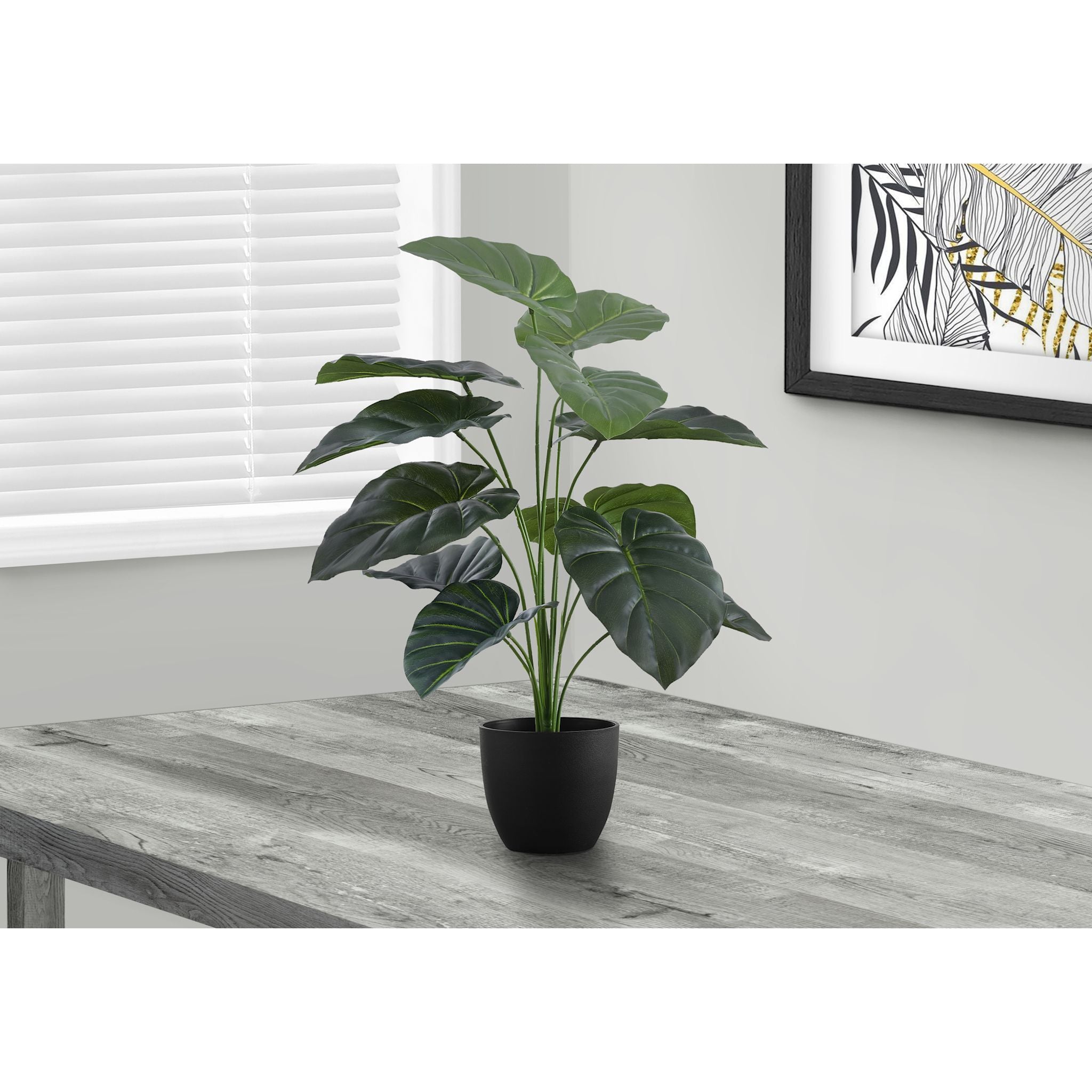 Alocasia Plant for Sale | Tropical Indoor Houseplant | Perfect for Home & Office Decor
