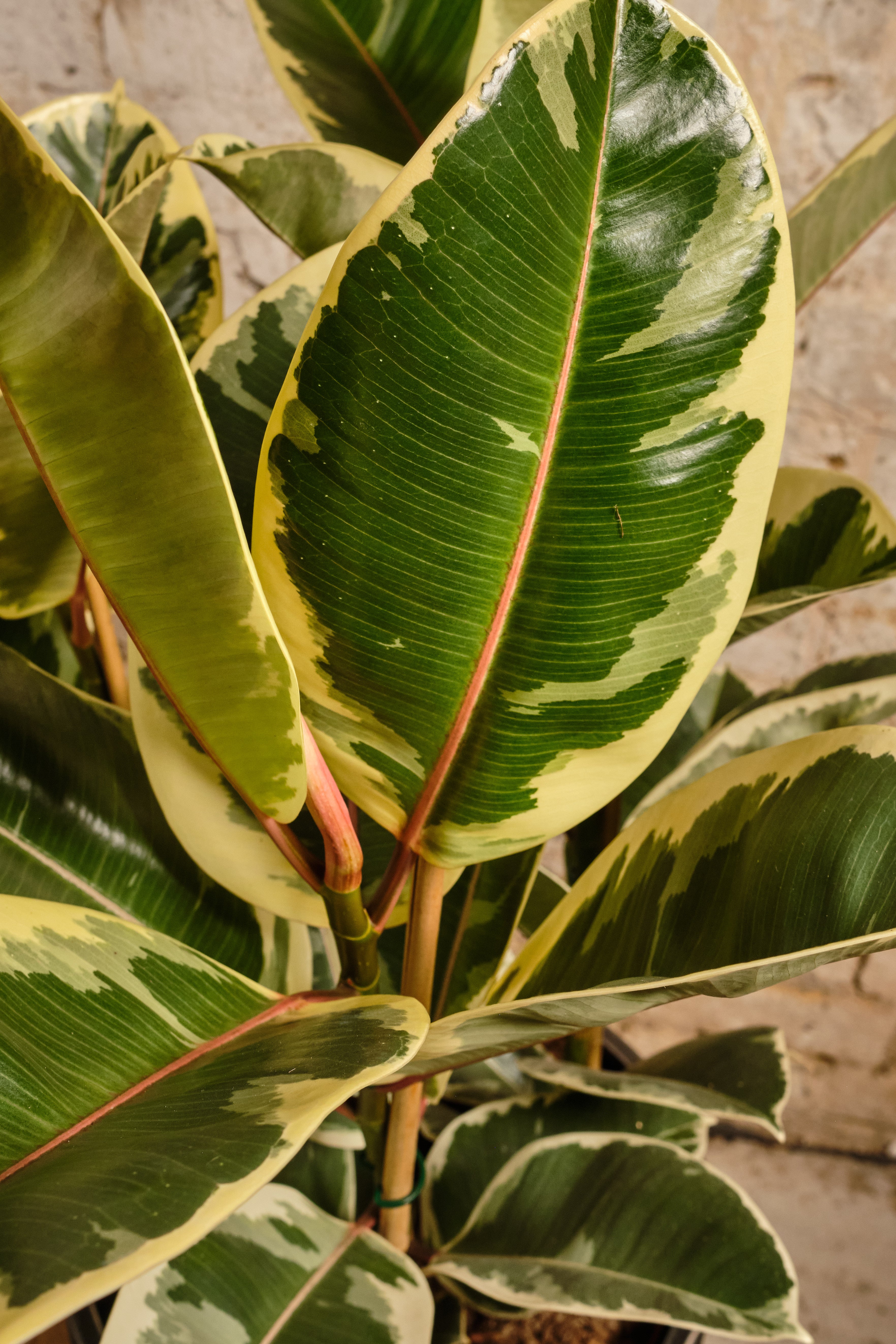 Ficus Elastica Tineke Rubber Plant - Variegated Indoor Houseplant for Home & Office Decor - Perfect for Living Rooms, Bedrooms, and Workspaces