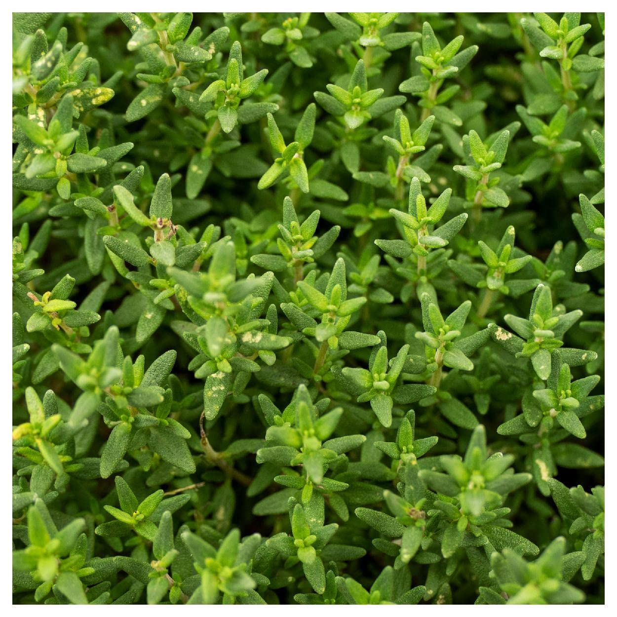 Everwilde Farms - 1 Lb Common Thyme Herb Seeds - Gold Vault Packaging - Perfect for Home Gardening, Culinary Use & DIY Herbal Remedies