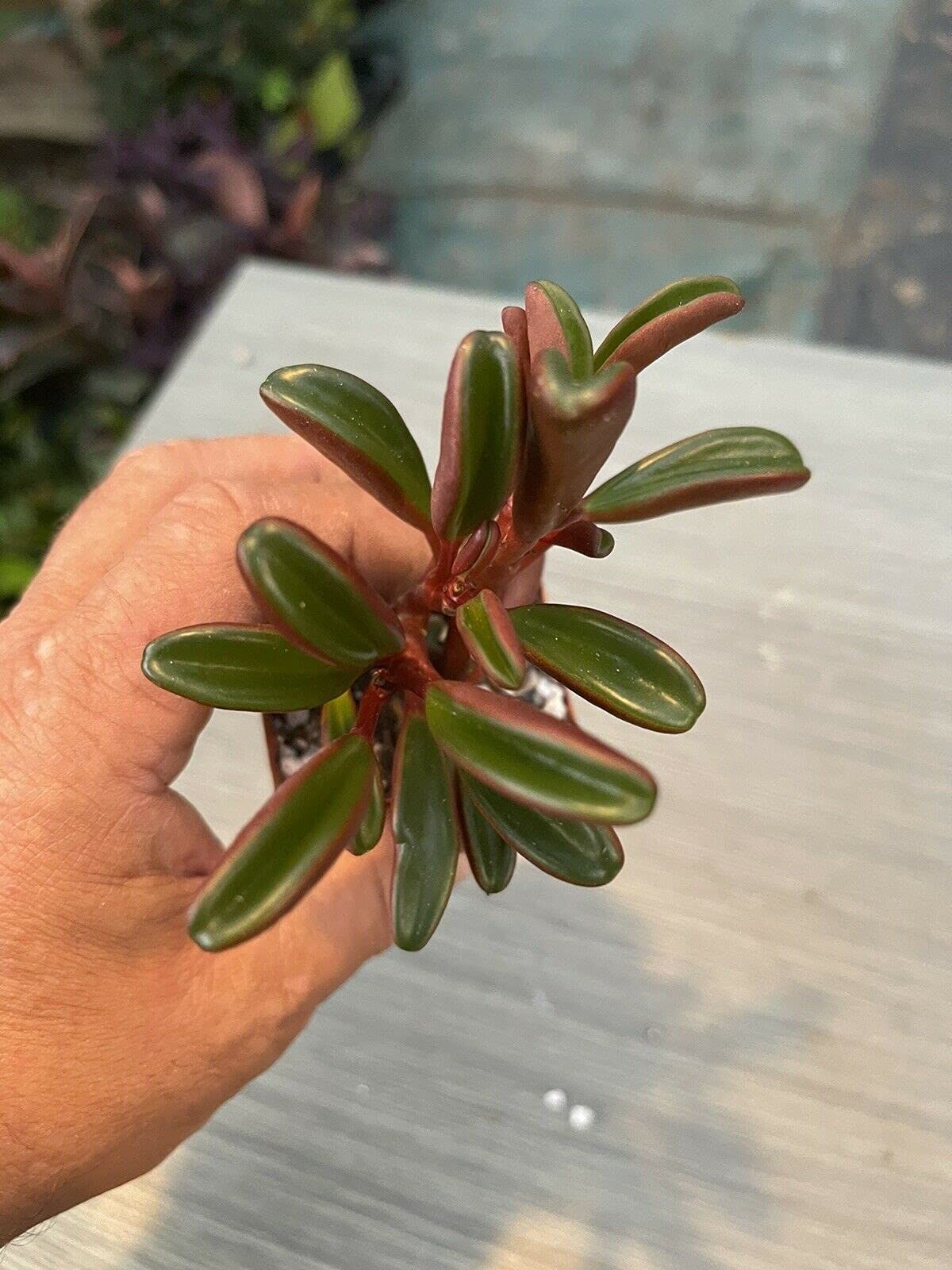 Peperomia Graveolens Succulent Cluster - Live Plant in 2 Inch Pot for Home & Office Decor, Indoor Gardening, and Gift Giving